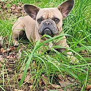 Oberon joined the competition — help win amazing prizes! dog, french_bulldog, grass, outdoor, pet, animal, brown, ears, face, lying_down, nature, leaf, ground, canine, fur, portrait, looking_at_camera, expression, close_up, daylight