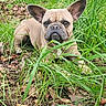 dog, french_bulldog, grass, outdoor, pet, animal, brown, ears, face, lying_down, nature, leaf, ground, canine, fur, portrait, looking_at_camera, expression, close_up, daylight