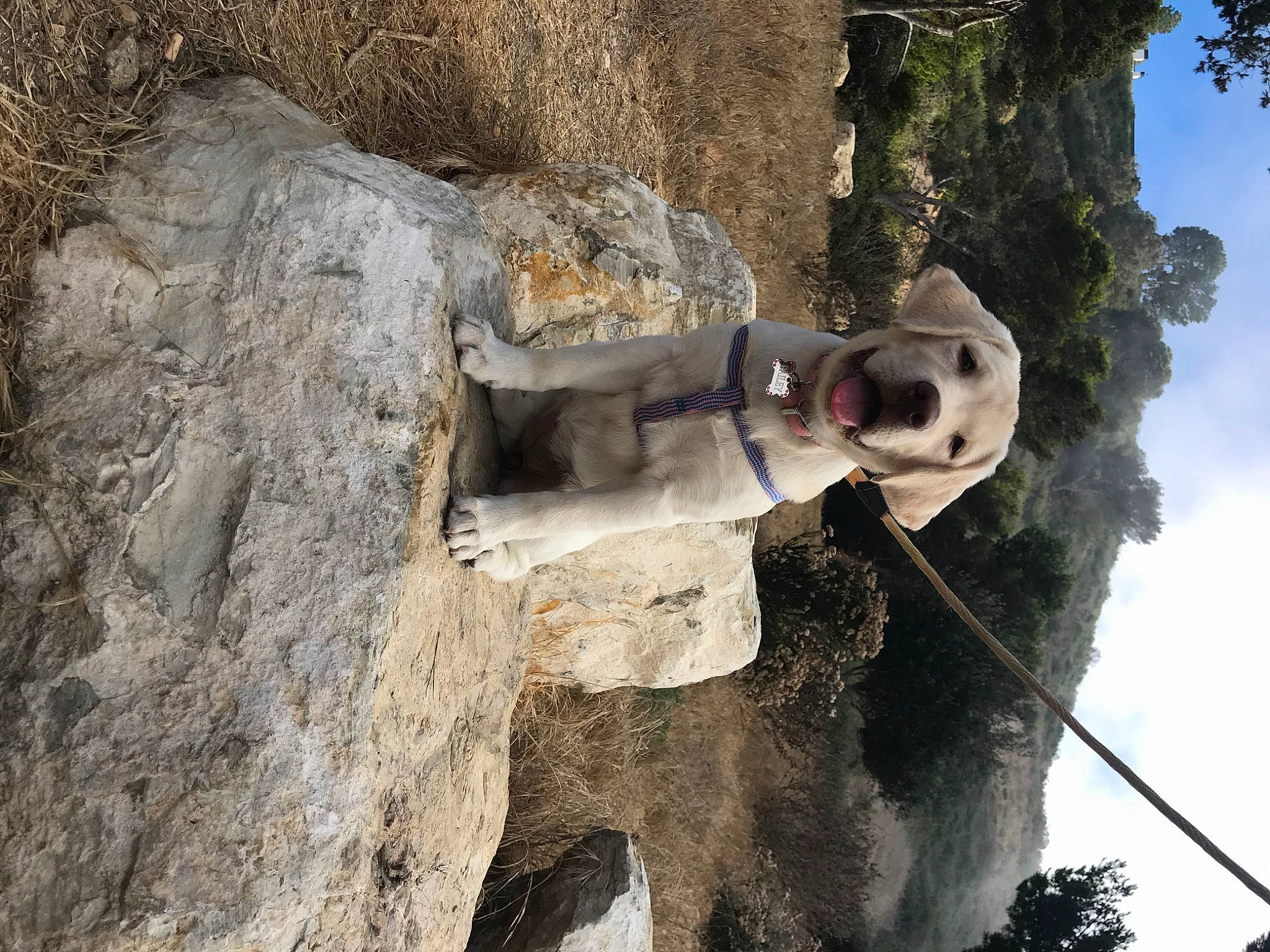 Bailey is registered to the contest to win money with this photo: adventure, art, bedrock, cloud, formation, geology, landscape, outcrop, plant, recreation, rock, sculpture, sky, snout, soil, statue, tree, trunk, wood, working_animal
