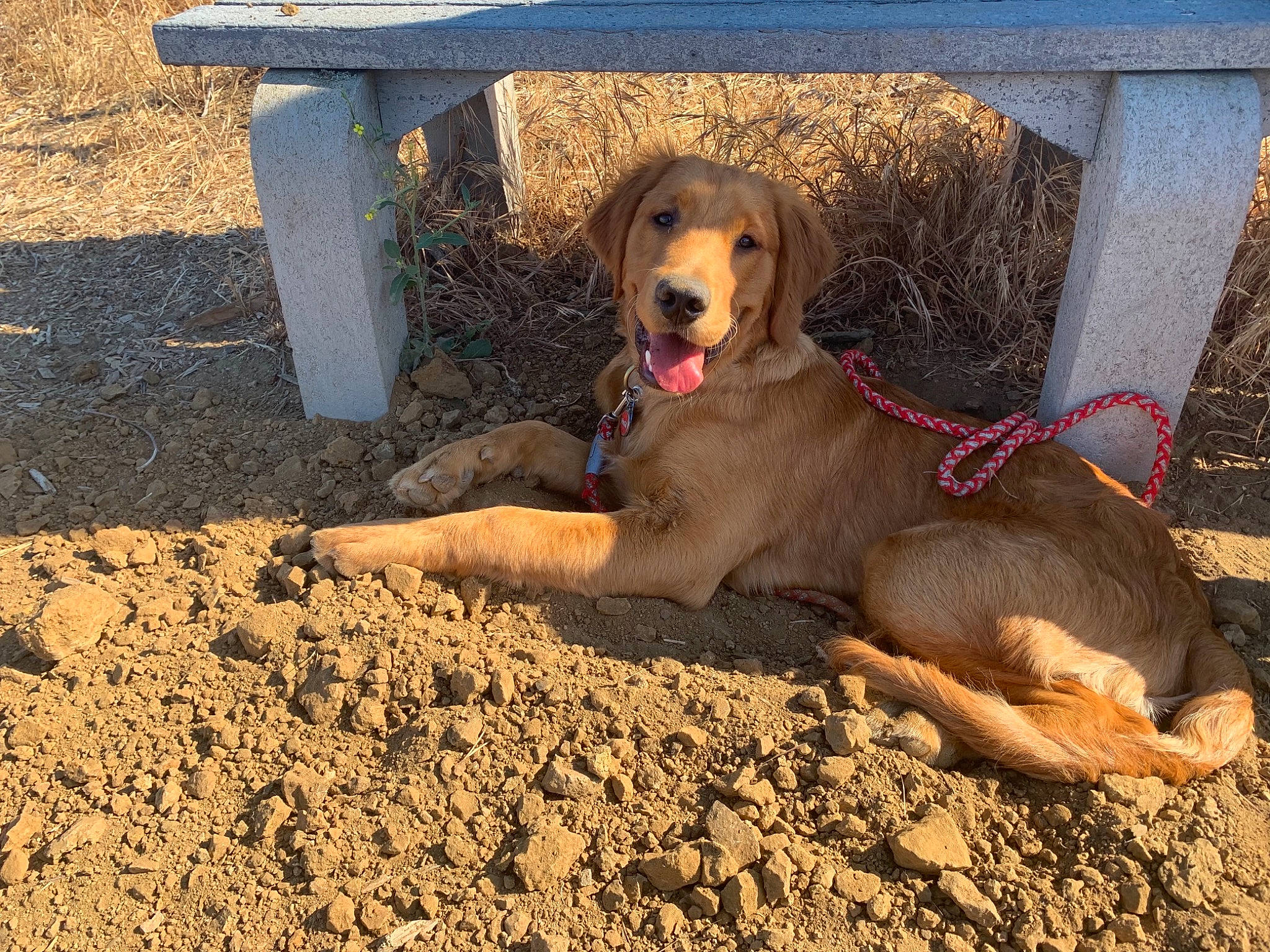 Butterball joined the competition — help win amazing prizes! canidae, carnivore, collar, companion_dog, dog, dog_breed, fawn, gun_dog, landscape, paw, pet_supply, sand, snout, soil, sporting_group, street_dog, tail, terrestrial_animal, wildlife, working_animal