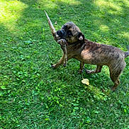 Bailey is registered to the contest to win money with this photo: dog, brindle, grass, stick, outdoor, pet, animal, playful, nature, greenery, canine, mouth, fur, daylight, walking, leaf, collar, shadow, park, cute