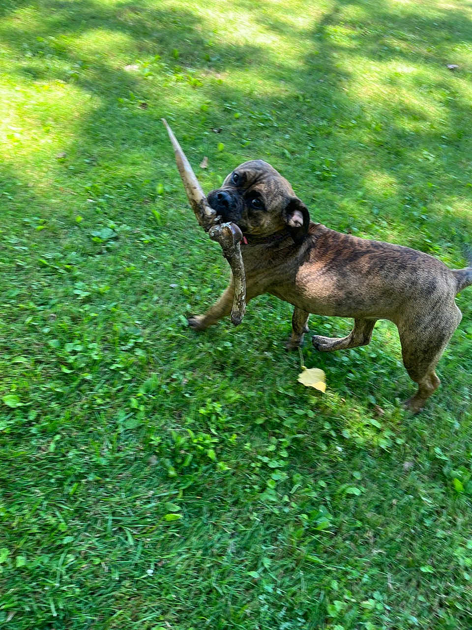 Bailey