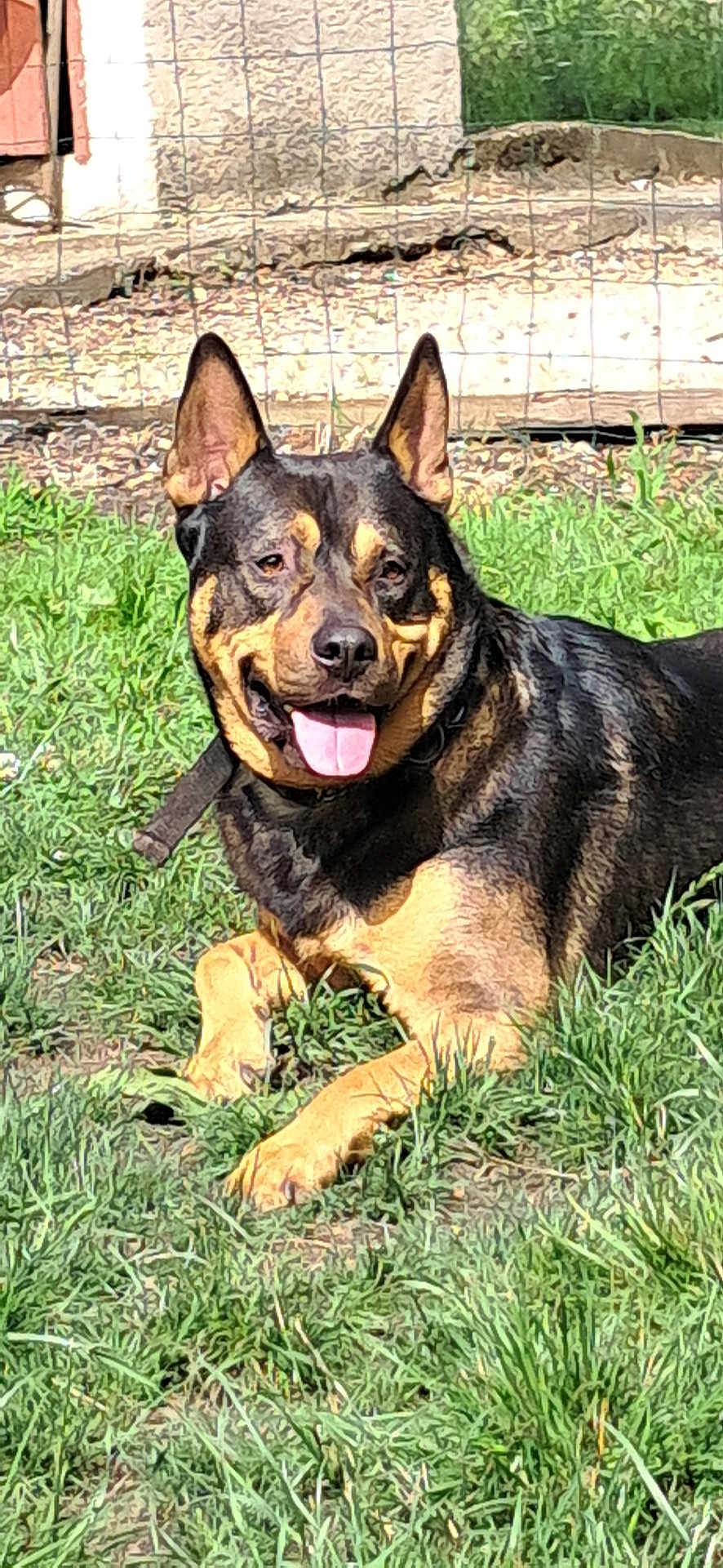 Marley participe au concours pour gagner de l'argent avec cette photo : dog, canine, pet, grass, outdoor, sunlight, black_and_tan, happy, tongue_out, ears_up, fence, nature, animal, mammal, collar, laying_down, yard, summer, daytime, cute