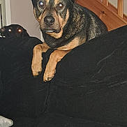 Marley a rejoint le concours — aidez-le/la à gagner de superbes lots ! dog, couch, indoor, stairs, black_couch, pet, animal, flash, glowing_eyes, two_dogs, wooden_stairs, living_room, furniture, house, domestic, alert, resting, canine, background, home