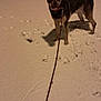 Marley participe au concours pour gagner de l'argent avec cette photo : dog, leash, snow, night, paw_prints, outdoor, animal, pet, canine, cold, winter, walking, shadow, quiet, stillness, dark, fur, standing, ground, path