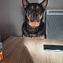 dog, table, smartphone, indoor, pet, animal, wooden_table, heater, brown, black, ears, face, sitting, looking, domestic, furniture, shadow, calm, wall, portrait