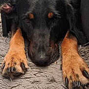 Tika participe au concours pour gagner de l'argent avec cette photo : dog, black_dog, tan_paws, lying_down, carpet, indoor, close_up, pet, animal, fur, nails, resting, tired, face, paws, furniture, home, canine, companion, relaxed