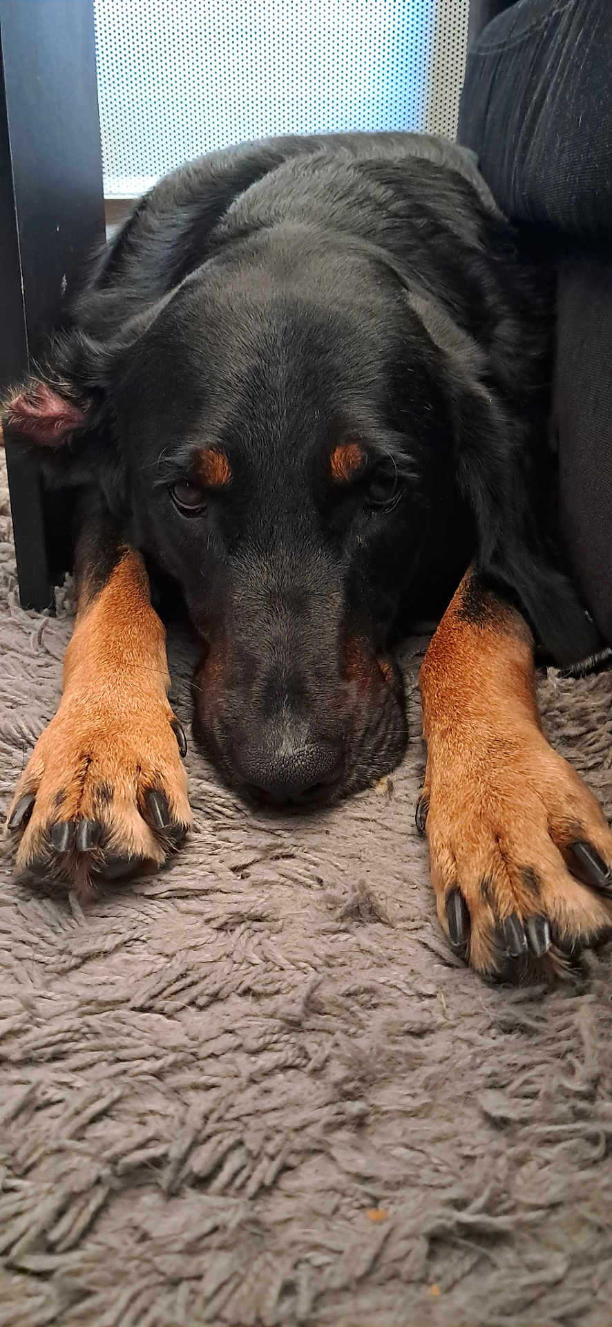 Tika participe au concours pour gagner de l'argent avec cette photo : dog, black_dog, tan_paws, lying_down, carpet, indoor, close_up, pet, animal, fur, nails, resting, tired, face, paws, furniture, home, canine, companion, relaxed