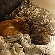Precious N Garfield joined the competition — help win amazing prizes! animal, back, bed, bedroom, blanket, bodypart, cat, couch, cushion, furniture, homedecor, indoors, kitten, linen, manx, person, pet, pillow, quilt, room