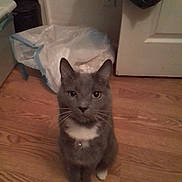 Preciousgarfieldcowb joined the competition — help win amazing prizes! bell_collar, cat, collar, domestic_animal, door, ears, eyes, fur, gray_cat, household, indoor, looking_at_camera, pet, plastic_bag, portrait, sitting, trash_bag, tuxedo_cat, whiskers, wooden_floor