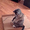 book, bookshelf, box, cardboard_box, cat, cord, domestic_animal, floor, hardwood_floor, indoor, kitten, living_room, motion_blur, paw, pet, playing, shelf, tail, wire, wooden_floor