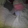 bed, bedding, bedroom, blanket, cat, cozy, cushion, dark_room, duvet, fabric, glowing_eyes, low_light, mattress, nighttime, pet, pillow, plush, sleeping, stuffed_animal, tucked_in
