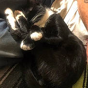 Gus is registered to the contest to win money with this photo: animal, black_and_white, cat, close_up, comfort, cozy, curled_up, fur, human_arm, indoor, lap, paws, pet, relaxed, resting, sleeping, soft_light, striped_blanket, tattoo, whiskers