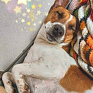 Ruby joined the competition — help win amazing prizes! dog, sleeping, brown_and_white, blanket, knitted, cozy, indoor, paw, relaxed, cute, pet, fur, snug, resting, ears, closeup, home, comfort, stars, soft_lighting