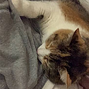 Buttercup joined the competition — help win amazing prizes! cat, sleeping, blanket, bed, fur, cozy, indoor, resting, animal, pet, calico, soft, comfort, closeup, feline, relaxing, home, warm, cute, fluffy