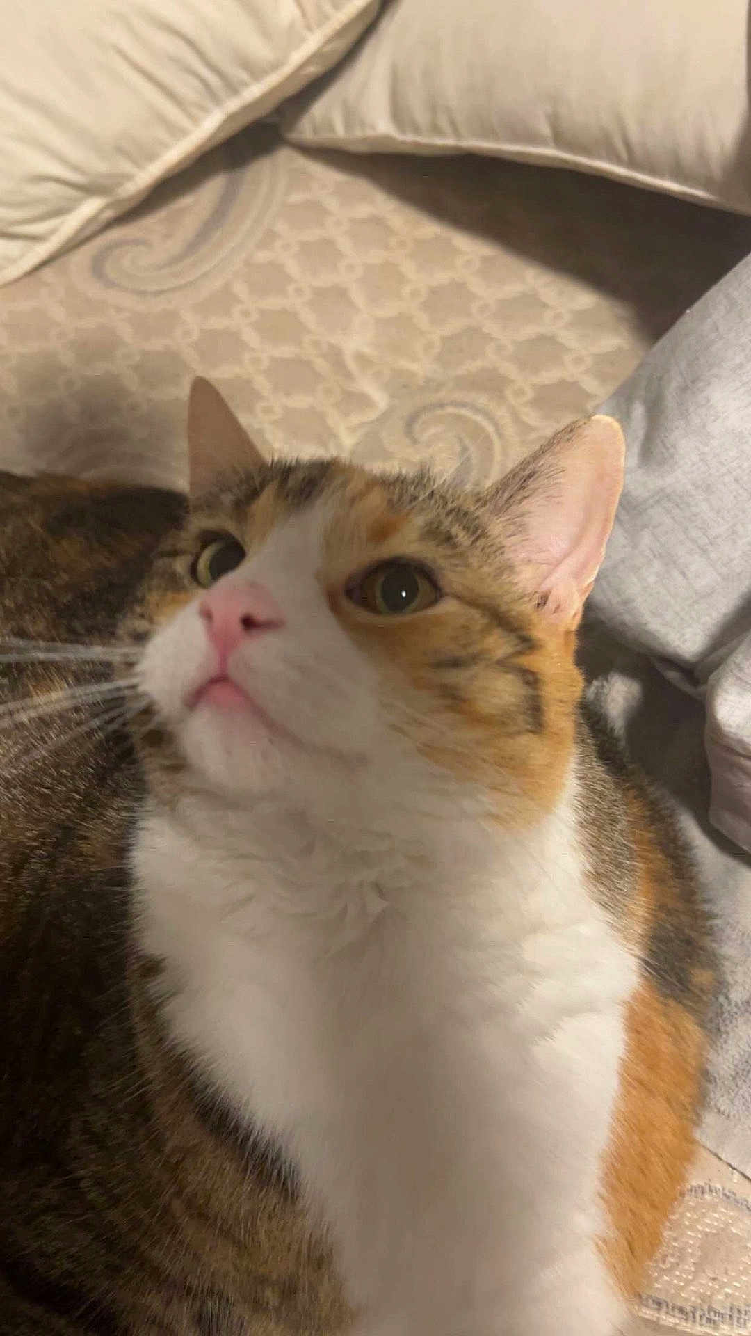 Buttercup is registered to the contest to win money with this photo: cat, close_up, indoor, curious, feline, pet, fur, whiskers, pink_nose, bed, pillow, patterned, white_fur, brown_fur, tabby, animal, mammal, looking_up, cute, cozy