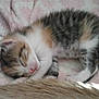 kitten, sleeping, cat, fur, blanket, cozy, cute, pet, animal, domestic, feline, soft, resting, closeup, young, whiskers, pink_nose, tabby, striped, relaxed