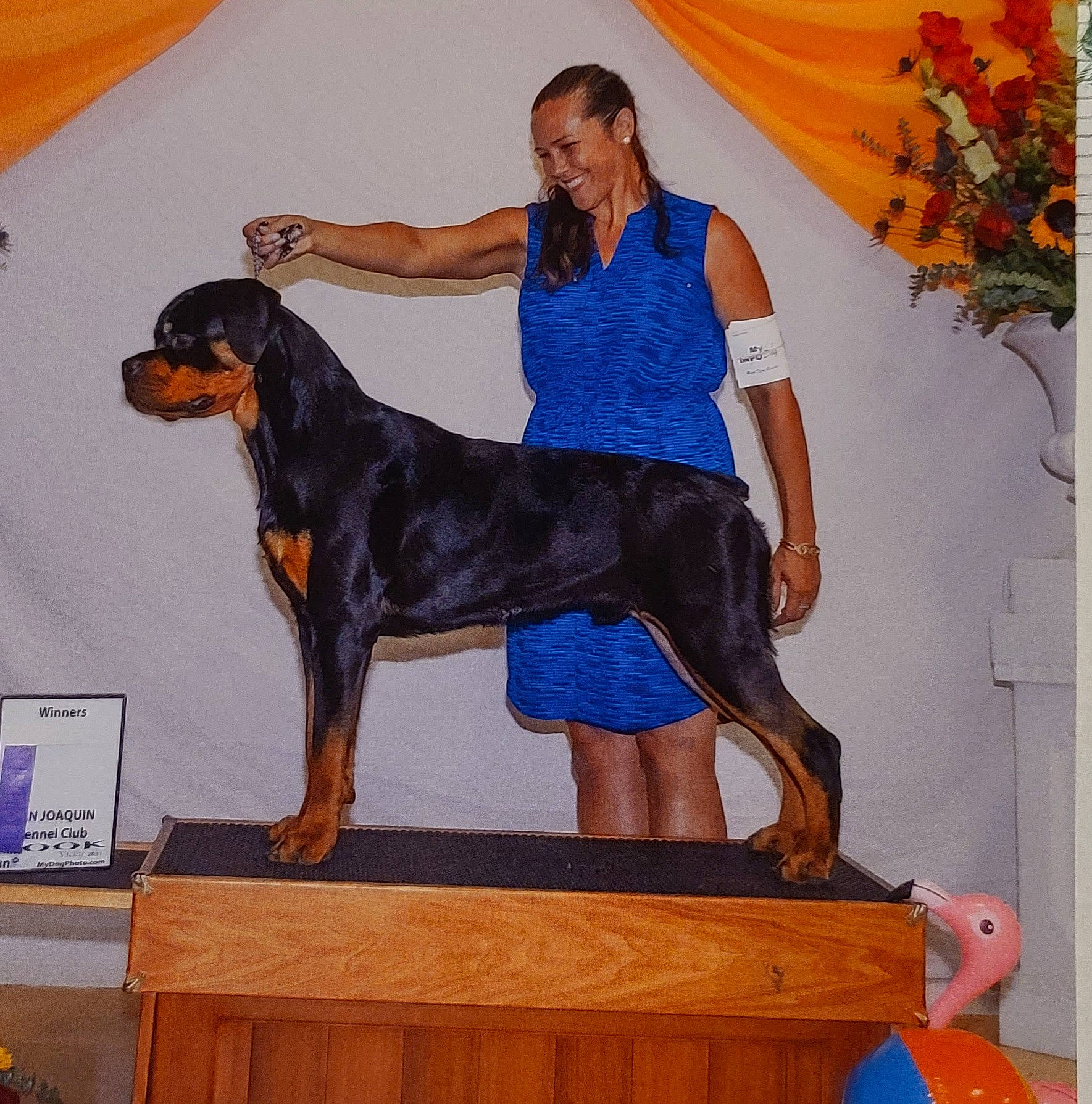 Nemo is registered to the contest to win money with this photo: art, blue, carnivore, companion_dog, curtain, dog, dog_breed, dog_supply, event, fawn, fun, giant_dog_breed, guard_dog, happy, hound, plant, sporting_group, visual_arts, working_animal, working_dog