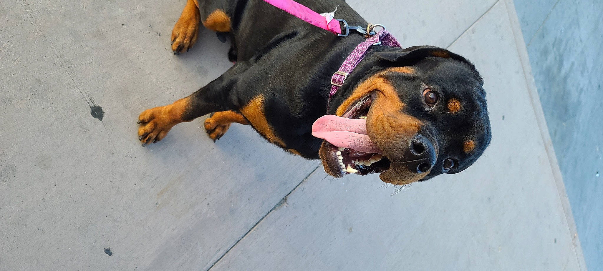 Nemo is registered to the contest to win money with this photo: carnivore, collar, companion_dog, dog, dog_breed, dog_collar, dog_supply, fashion_accessory, fawn, guard_dog, hound, hunting_dog, leash, paw, pet_supply, rottweiler, sporting_group, working_animal, working_dog