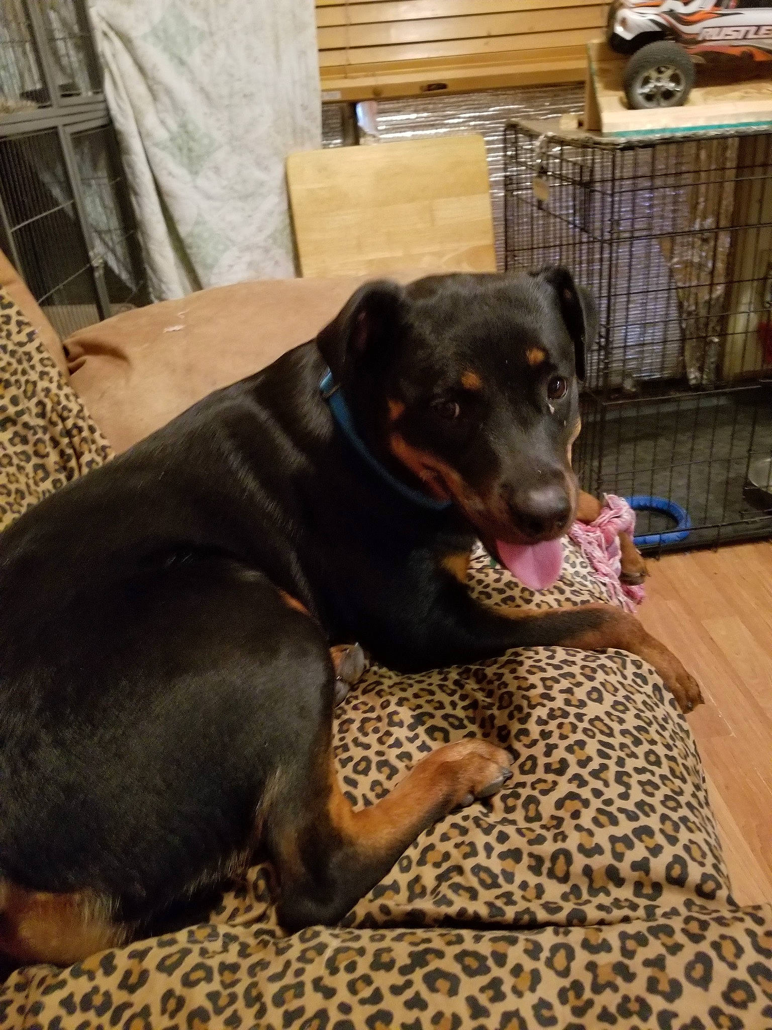 Sindle is registered to the contest to win money with this photo: beauceron, canidae, carnivore, dog, dog_breed, fawn, guard_dog, huntaway, mammal, rottweiler, snout, sporting_group