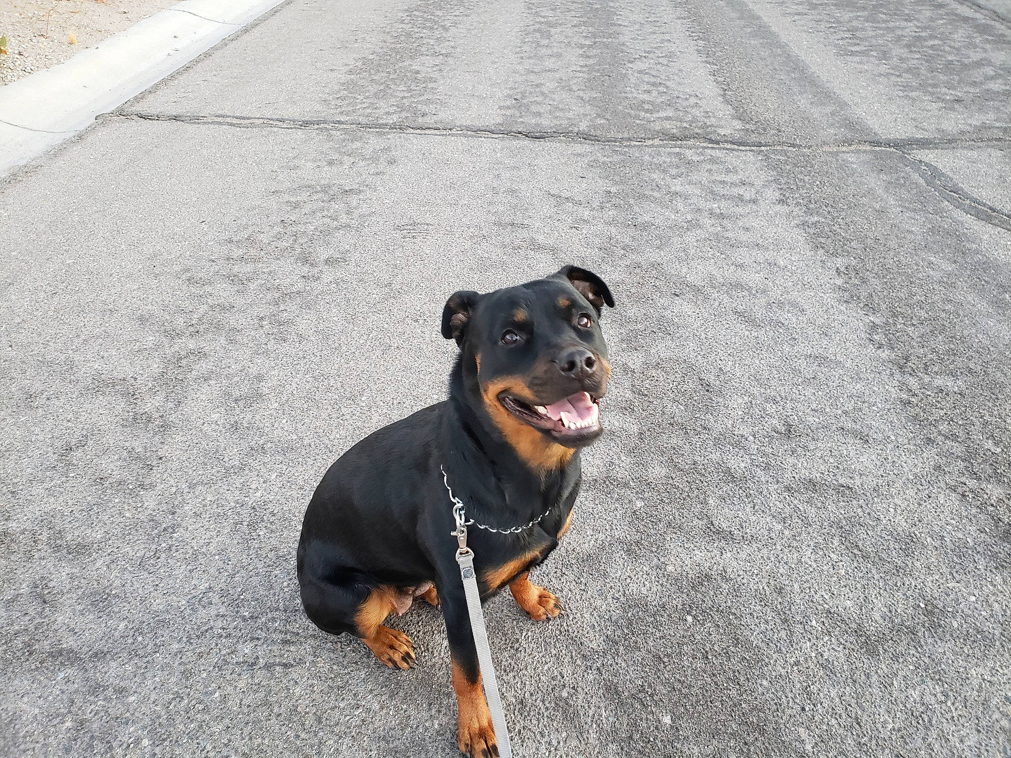 Sindle joined the competition — help win amazing prizes! black_and_tan_terrier, canidae, carnivore, collar, dog, dog_breed, dog_collar, german_pinscher, guard_dog, huntaway, mammal, manchester_terrier, miniature_pinscher, pinscher, rottweiler, snout, sporting_group, street_dog, working_dog