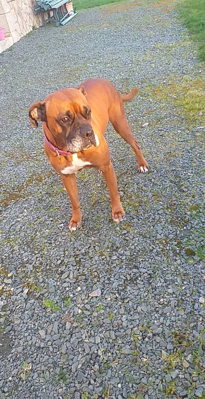 Shanel participe au concours pour gagner de l'argent avec cette photo : black_mouth_cur, boxer, canidae, carnivore, dog, dog_breed, fawn, mammal, rare_breed_dog, sporting_group, vertebrate, working_dog