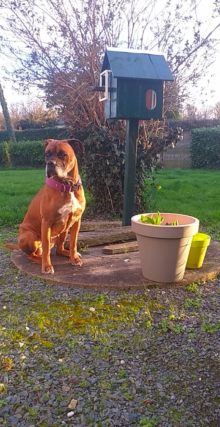 Shanel a rejoint le concours — aidez-le/la à gagner de superbes lots ! black_mouth_cur, bloodhound, boerboel, broholmer, bullmastiff, canidae, carnivore, dog, dog_breed, fawn, guard_dog, mammal, portuguese_pointer, rhodesian_ridgeback, tosa, vertebrate, vizsla