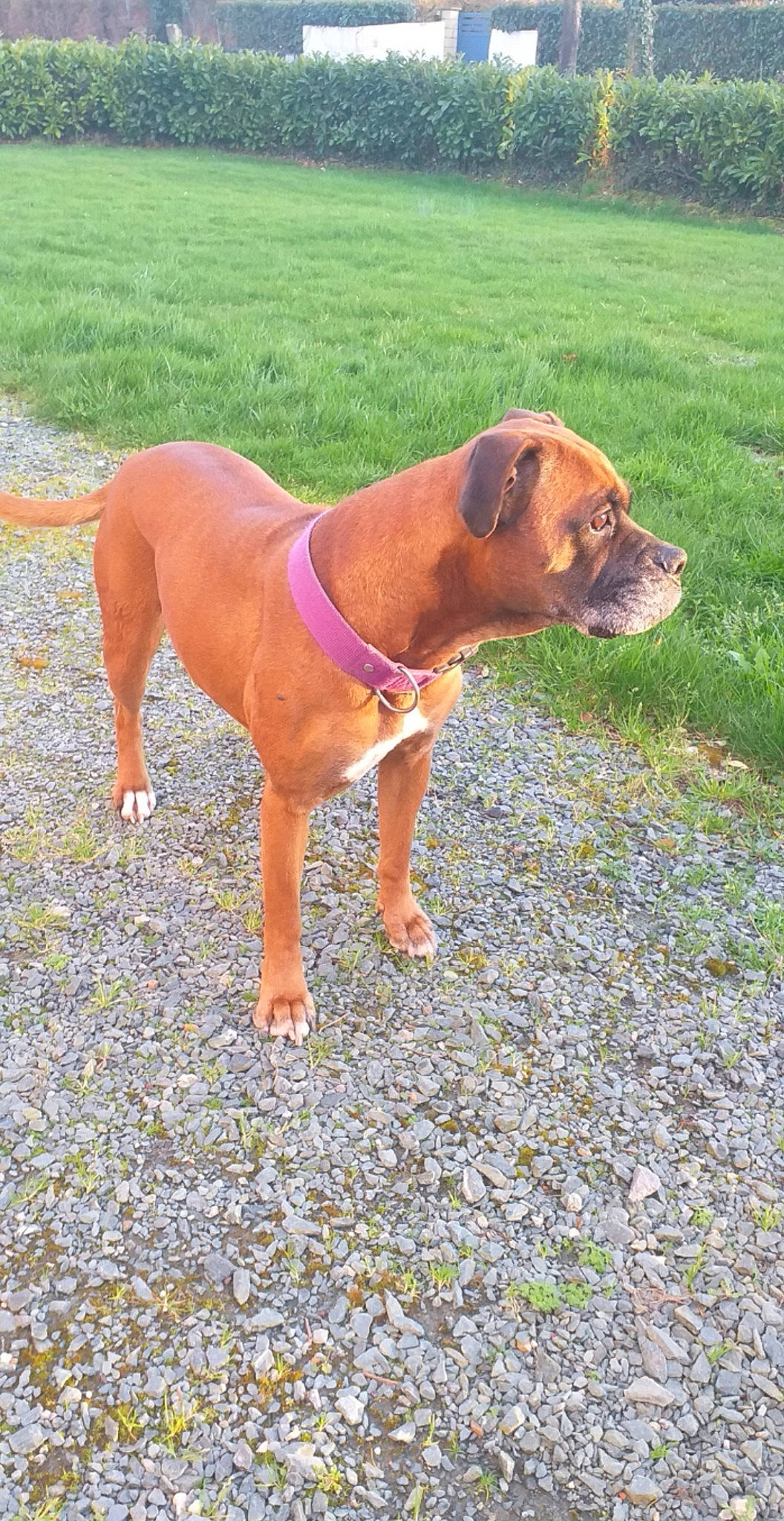 Shanel participe au concours pour gagner de l'argent avec cette photo : boerboel, boxer, bullmastiff, canidae, carnivore, dog, dog_breed, fawn, mammal, molosser, perro_de_presa_mallorquin, rare_breed_dog, sporting_group, tosa, vertebrate, working_dog