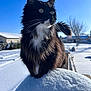 cat, black_and_white, snow, outdoor, winter, sunlight, blue_sky, animal, feline, fluffy, nature, cold, quiet, peaceful, daylight, pet, fur, whiskers, mammal, landscape