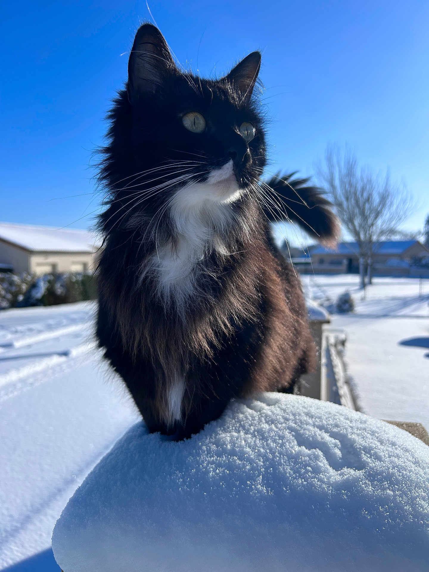 Pacha participe au concours pour gagner de l'argent avec cette photo : cat, black_and_white, snow, outdoor, winter, sunlight, blue_sky, animal, feline, fluffy, nature, cold, quiet, peaceful, daylight, pet, fur, whiskers, mammal, landscape