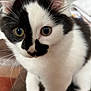 Azur participe au concours pour gagner de l'argent avec cette photo : animal, black_and_white, cat, close_up, curious, cute, domestic_cat, eyes, face, feline, fur, indoor, kitten, mammal, pet, playing, portrait, small, whiskers, young