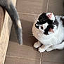 cat, black_and_white, fur, tail, curious, indoor, tile_floor, pet, animal, whiskers, ears, sitting, close_up, feline, playful, domestic, looking, soft, cute, companion