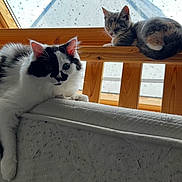 Azur participe au concours pour gagner de l'argent avec cette photo : cat, cats, indoor, wooden_furniture, bed_frame, mattress, window, rain, relaxed, fluffy, curious, tabby, white_black_cat, resting, paw, feline, pet, cozy, daylight, house