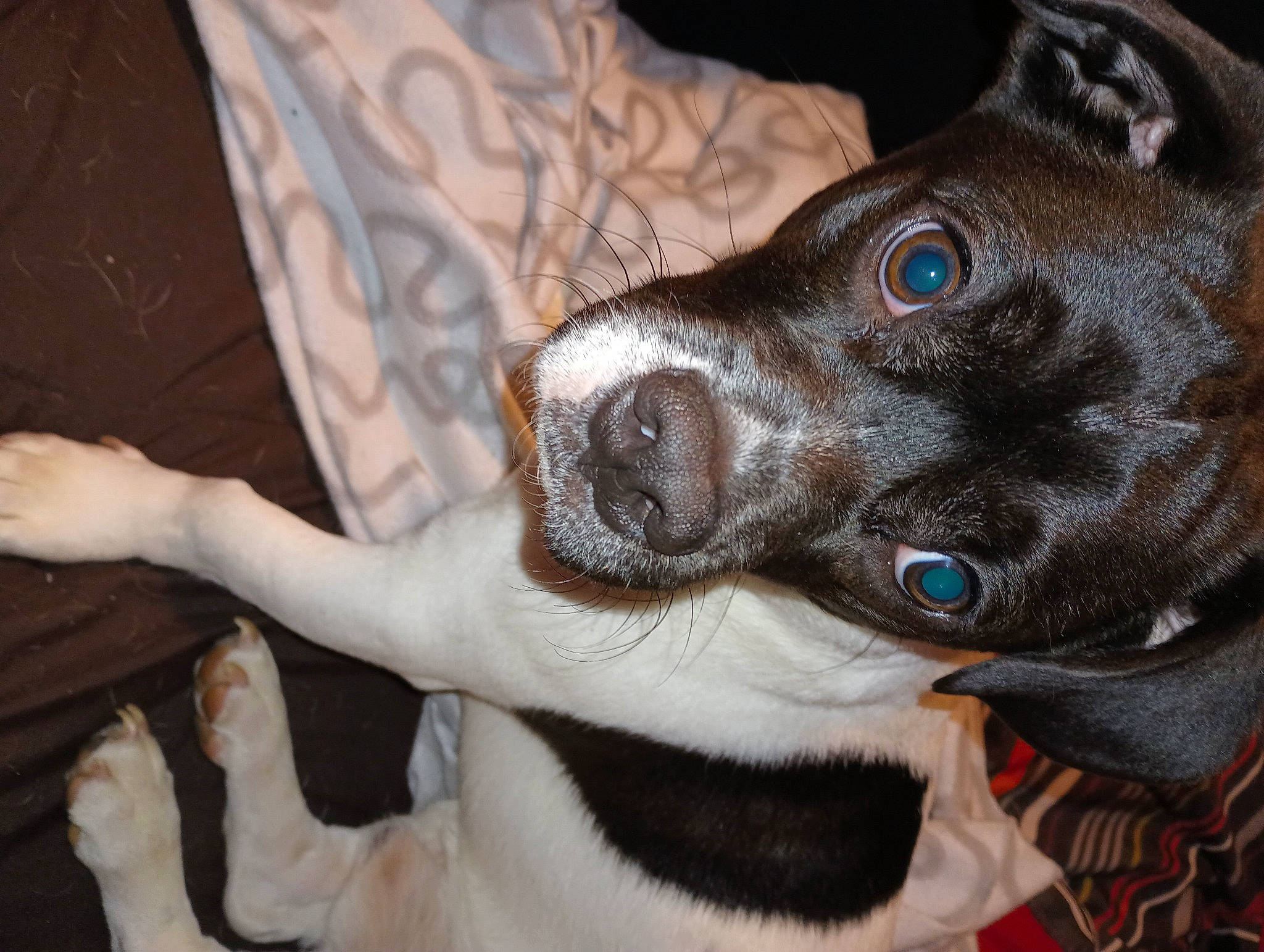 Buddy joined the competition — help win amazing prizes! canidae, carnivore, collar, comfort, companion_dog, dog, dog_breed, dog_collar, ear, fawn, fur, jaw, liver, non_sporting_group, paw, snout, sporting_group, whiskers, working_animal