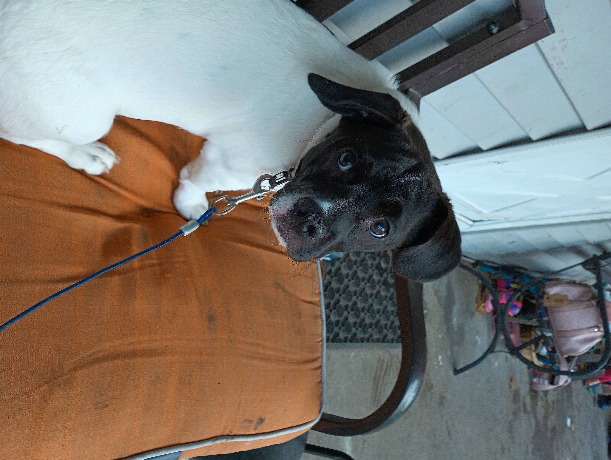 Buddy joined the competition — help win amazing prizes! automotive_tire, bicycle_wheel, carnivore, collar, dog, dog_breed, electrical_wiring, fawn, fender, groupset, hood, horse_tack, rim, snout, tire, vehicle, vehicle_door, wire, wood, working_animal