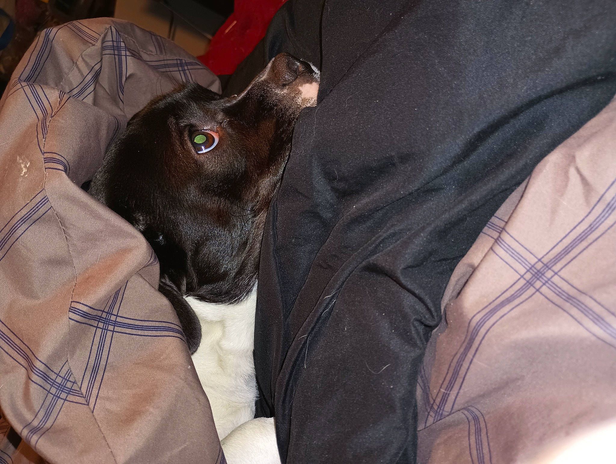 Buddy joined the competition — help win amazing prizes! canidae, carnivore, collar, comfort, companion_dog, dog, dog_breed, fawn, fur, grey, guard_dog, liver, non_sporting_group, pattern, sleeve, snout, sporting_group, toy_dog, whiskers, working_animal