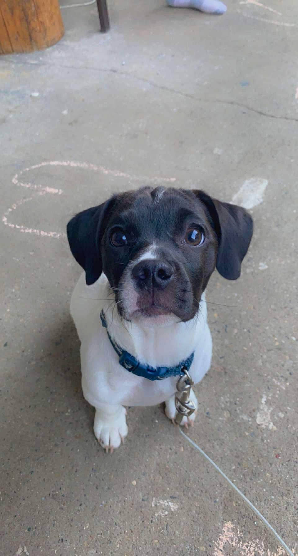 Buddy joined the competition — help win amazing prizes! asphalt, canidae, carnivore, collar, companion_dog, concrete, dog, dog_breed, dog_collar, electric_blue, fawn, leash, non_sporting_group, paw, puppy, road_surface, sporting_group, tail, whiskers, working_animal