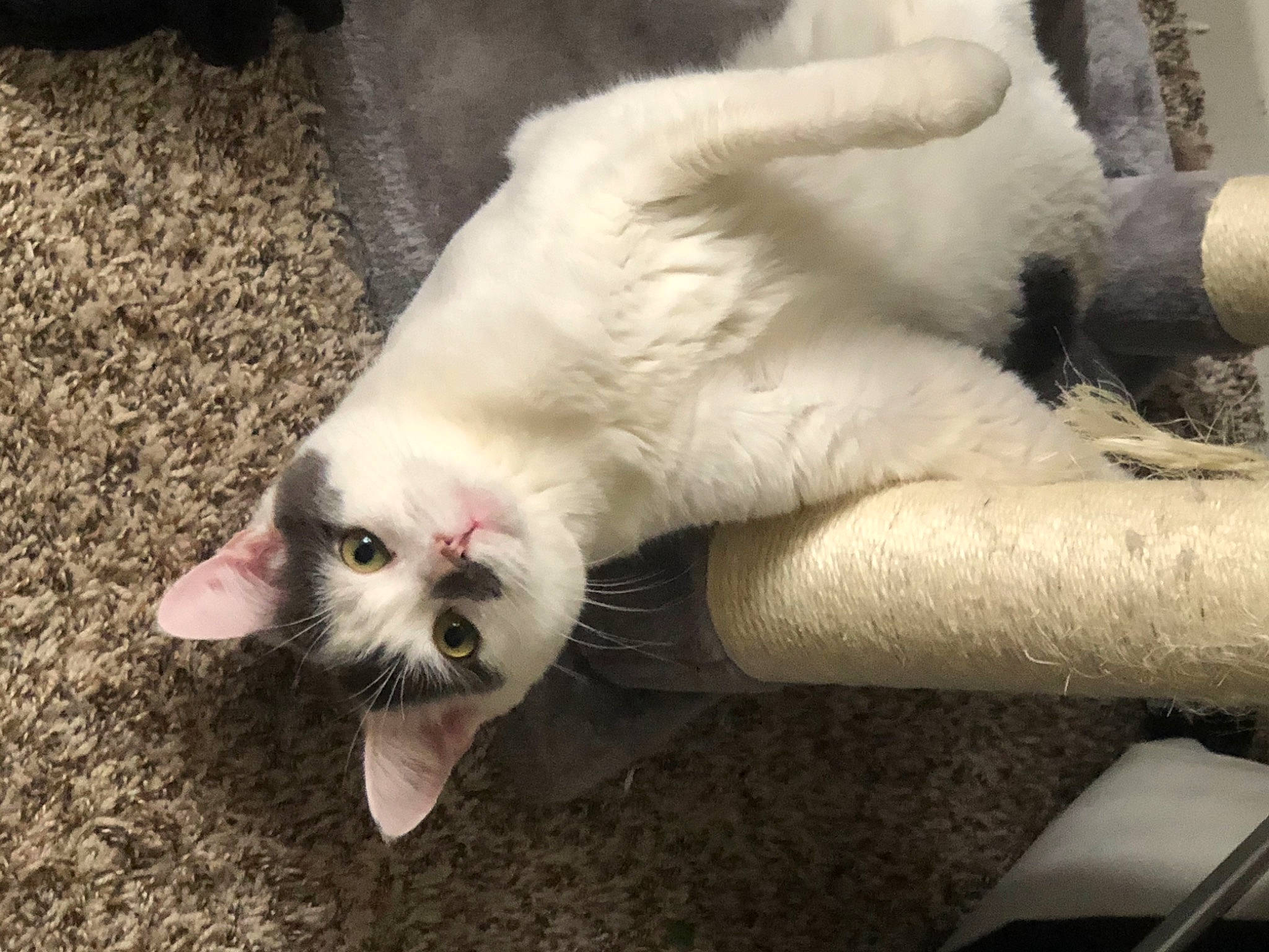 Theon joined the competition — help win amazing prizes! carnivore, cat, claw, comfort, domestic_short_haired_cat, fang, fawn, felidae, foot, fur, nail, nap, paw, photo_caption, small_to_medium_sized_cats, snout, tail, terrestrial_animal, toe, whiskers