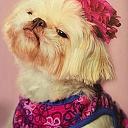 Ellie Mae joined the competition — help win amazing prizes! dog, fluffy, cream_color, flower, headpiece, pink_background, outfit, purple, fashion, pet, portrait, closeup, cute, animal, canine, costume, studio, accessory, groomed, pose