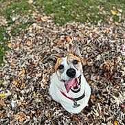 Jack joined the competition — help win amazing prizes! accessories, animal, ball, canine, dog, face, grass, head, leaf, person, pet, photography, plant, portrait, puppy, sport, strap, tennis, tennisball, vegetation