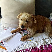 Loocky a rejoint le concours — aidez-le/la à gagner de superbes lots ! blanket, brown, canine, couch, cozy, dog, fur, home, indoor, notebook, paper, paw, pet, pillow, relaxing, resting, scruffy, table, throw, writing