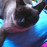 Choupinette participe au concours pour gagner de l'argent avec cette photo :