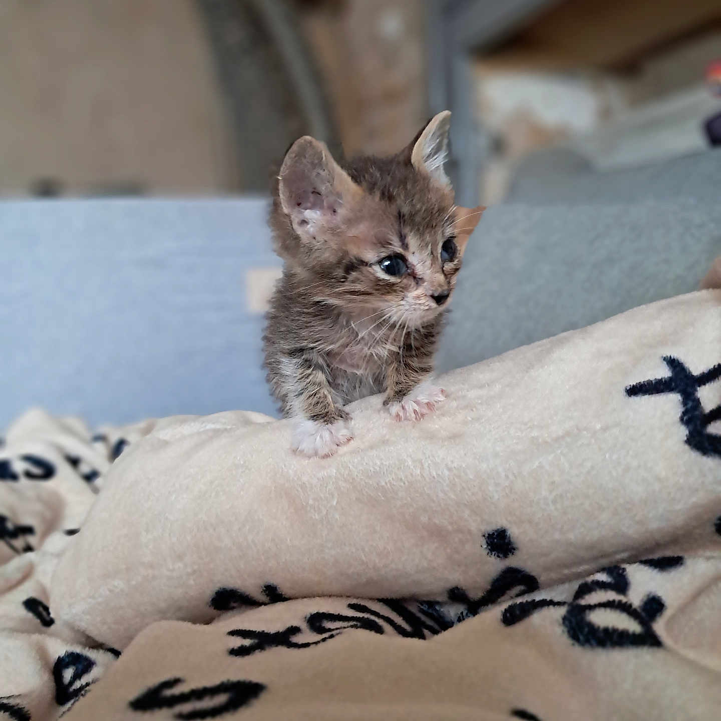Ary