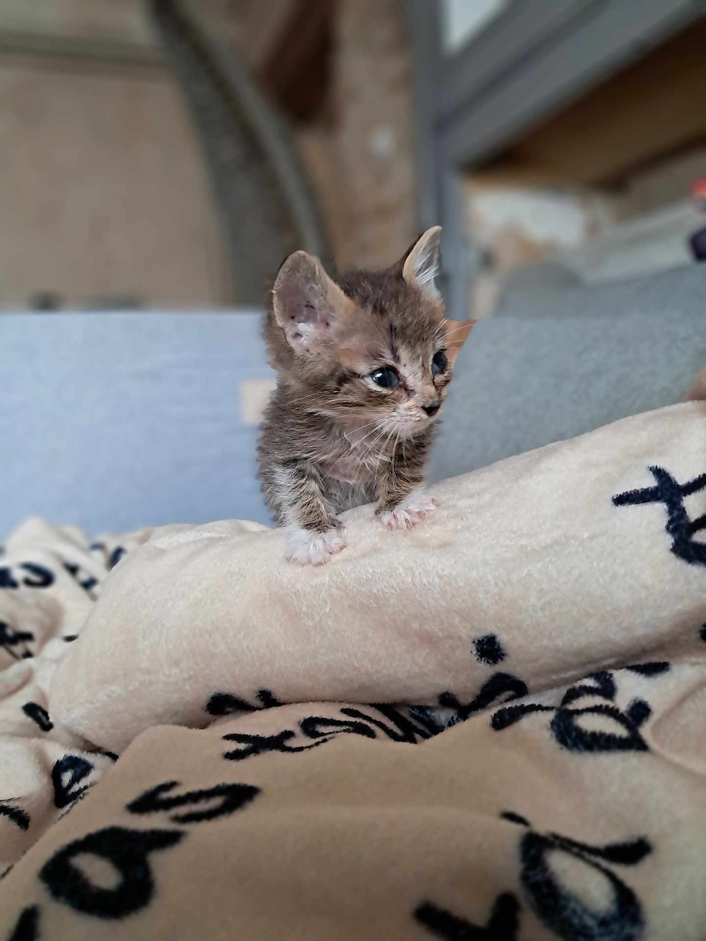Ary participe au concours pour gagner de l'argent avec cette photo : animal, blanket, cat, couch, cozy, curious, cute, ears, feline, fur, home, indoor, kitten, paws, pet, resting, small, soft, whiskers, young