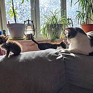 Ary a rejoint le concours — aidez-le/la à gagner de superbes lots ! animal, black_and_white_cat, cat, couch, cozy, curious, domestic_cat, feline, gray_couch, home, houseplant, indoor, kitten, pet, plant, relaxing, sunlight, tabby_cat, three_cats, window