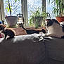 animal, black_and_white_cat, cat, couch, cozy, curious, domestic_cat, feline, gray_couch, home, houseplant, indoor, kitten, pet, plant, relaxing, sunlight, tabby_cat, three_cats, window