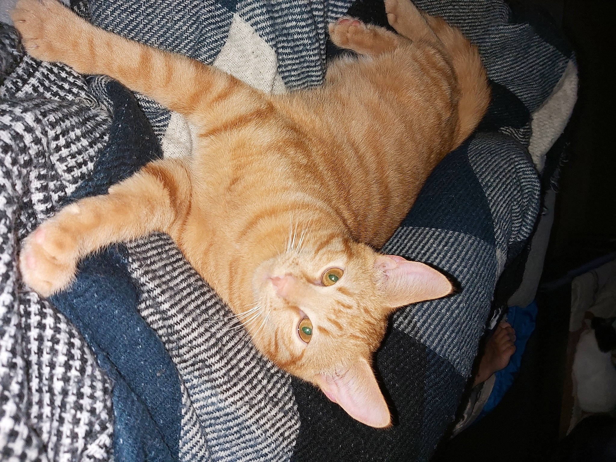 Jack participe au concours pour gagner de l'argent avec cette photo : carnivore, cat, claw, comfort, domestic_short_haired_cat, fawn, felidae, foot, fur, gesture, human_leg, nail, pattern, paw, small_to_medium_sized_cats, tail, terrestrial_animal, thumb, whiskers, wood