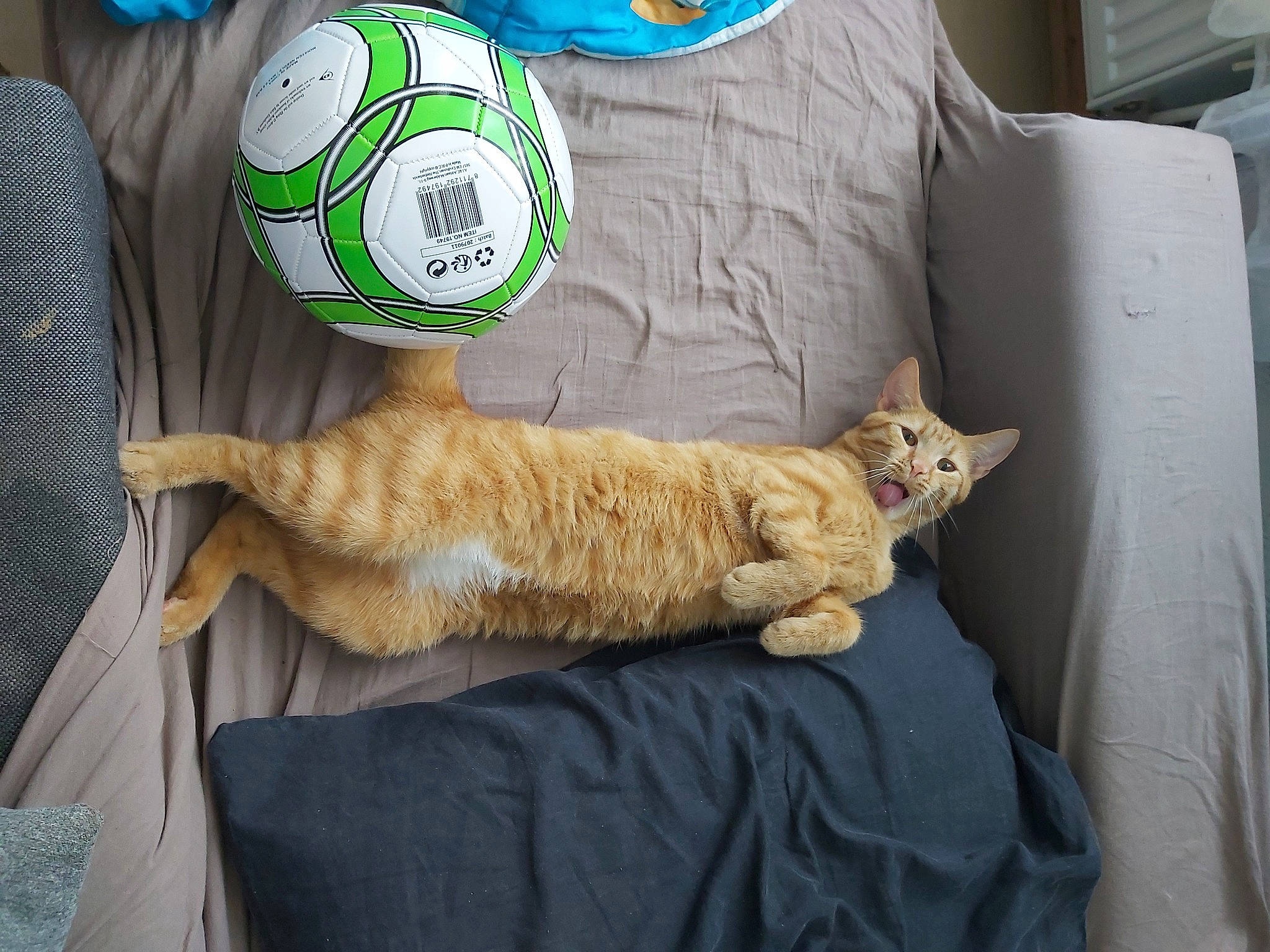 Jack a rejoint le concours — aidez-le/la à gagner de superbes lots ! ball, bed, bedding, carnivore, cat, claw, comfort, domestic_short_haired_cat, fawn, felidae, fur, linens, nap, paw, room, small_to_medium_sized_cats, tail, textile, throw_pillow, whiskers