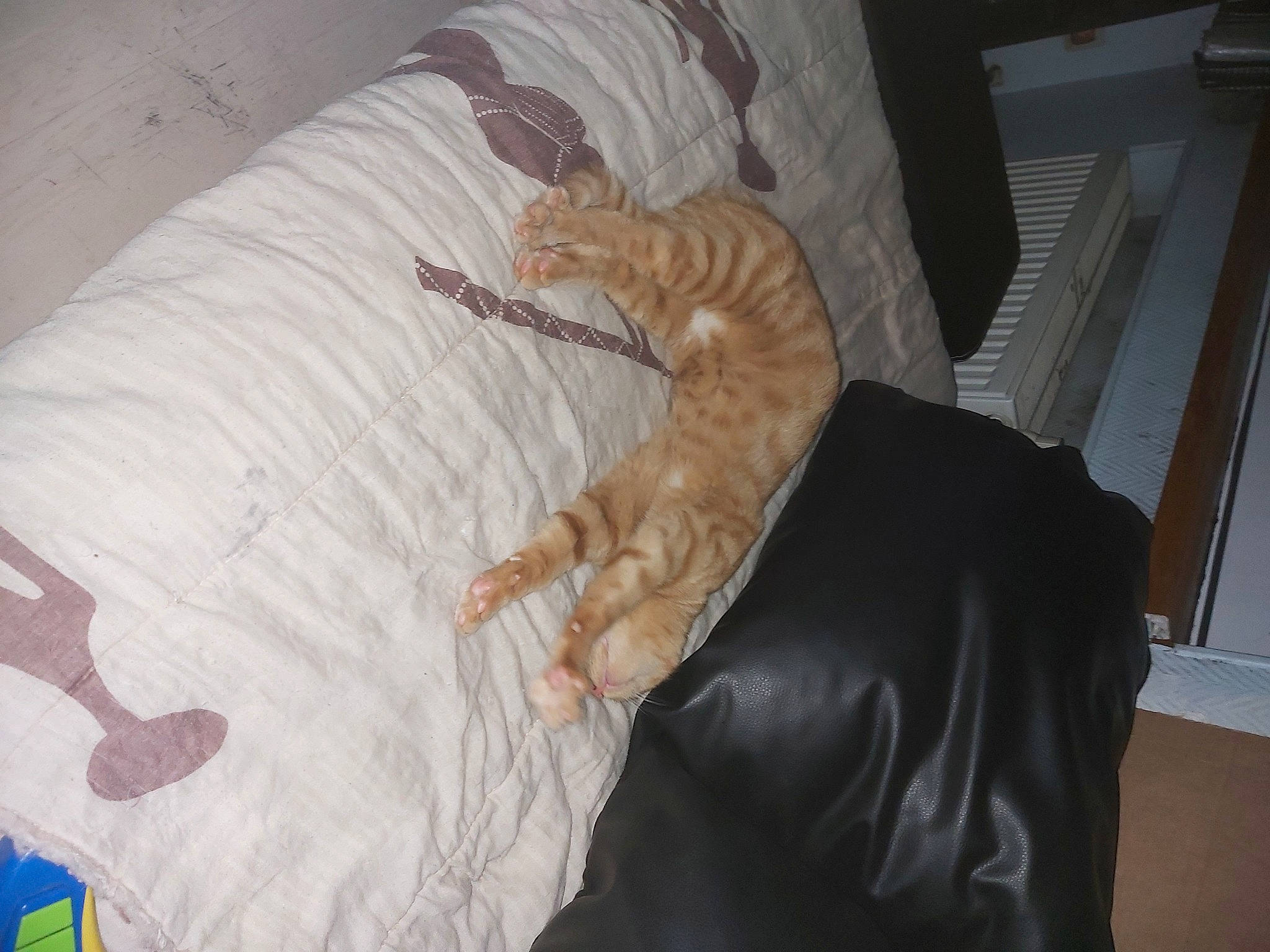 Jack participe au concours pour gagner de l'argent avec cette photo : bed, bed_sheet, bedding, carnivore, cat, comfort, domestic_short_haired_cat, duvet, fawn, felidae, fur, linens, nap, room, sleeve, small_to_medium_sized_cats, sporting_group, tail, whiskers, wood