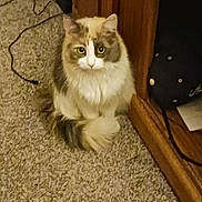 Lee joined the competition — help win amazing prizes! animal, carpet, cat, close-up, cozy, curious, domestic, eyes, feline, floor, fluffy, furniture, household, indoor, multi-colored, pet, quiet, sitting, tail, wood